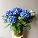 Heartwarming Hydrangea