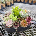 Succulent Planter