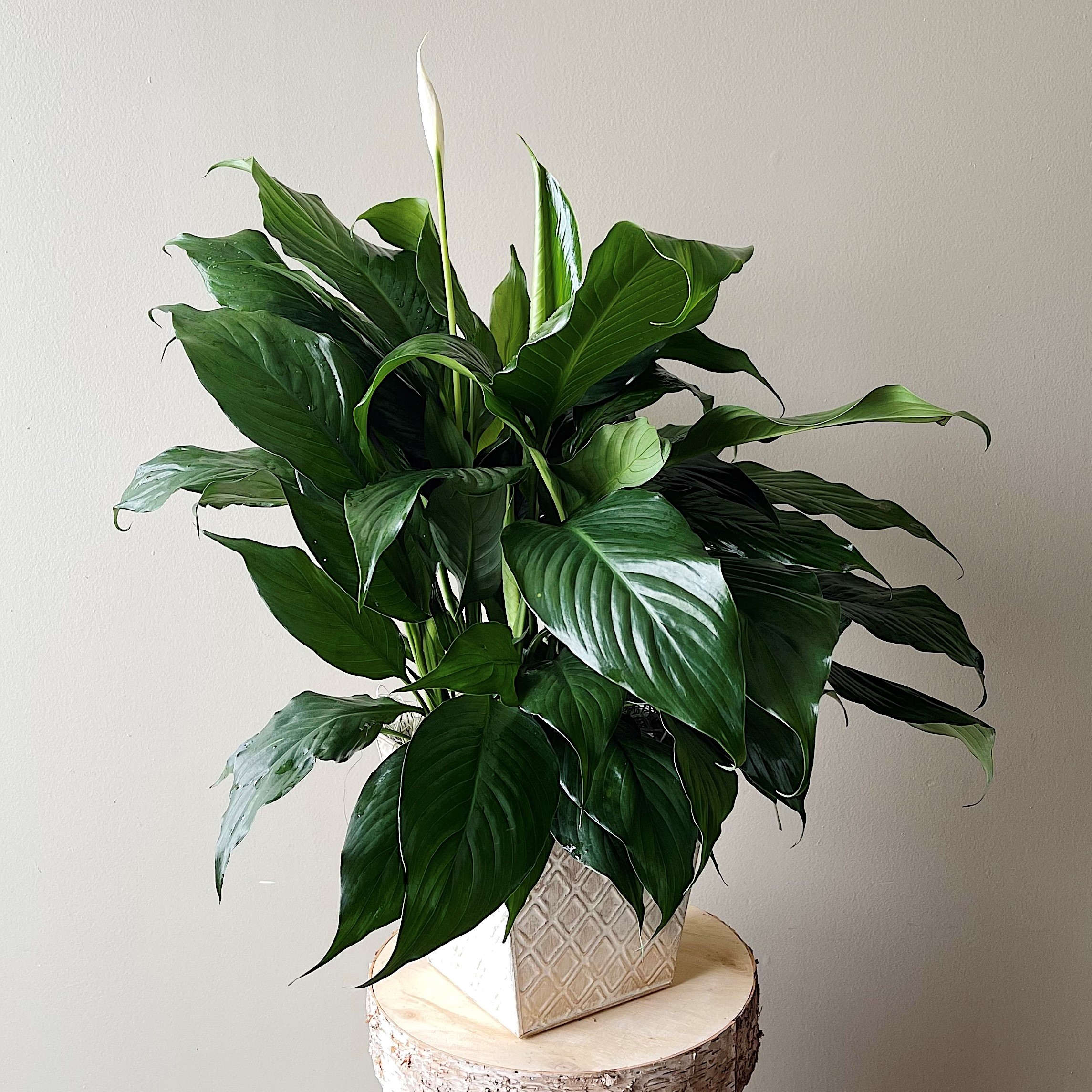 Simply Elegant Spathiphyllum