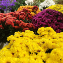 Fall Mums