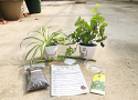 Kid-Friendly Planting Design Kit - Green Plant