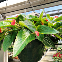 Begonia - Dragonwing Red Hanging Basket