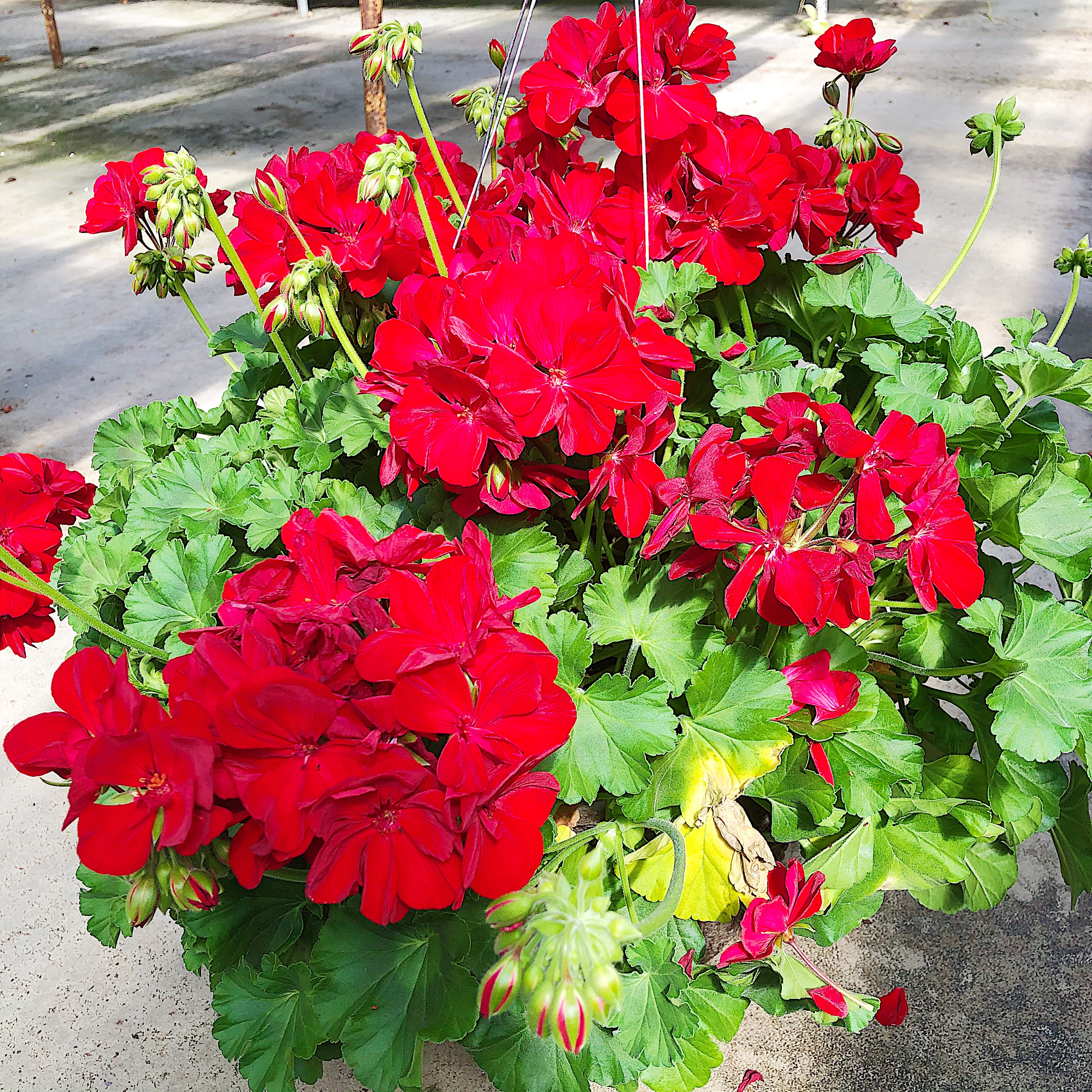 Geranium Hanging Basket