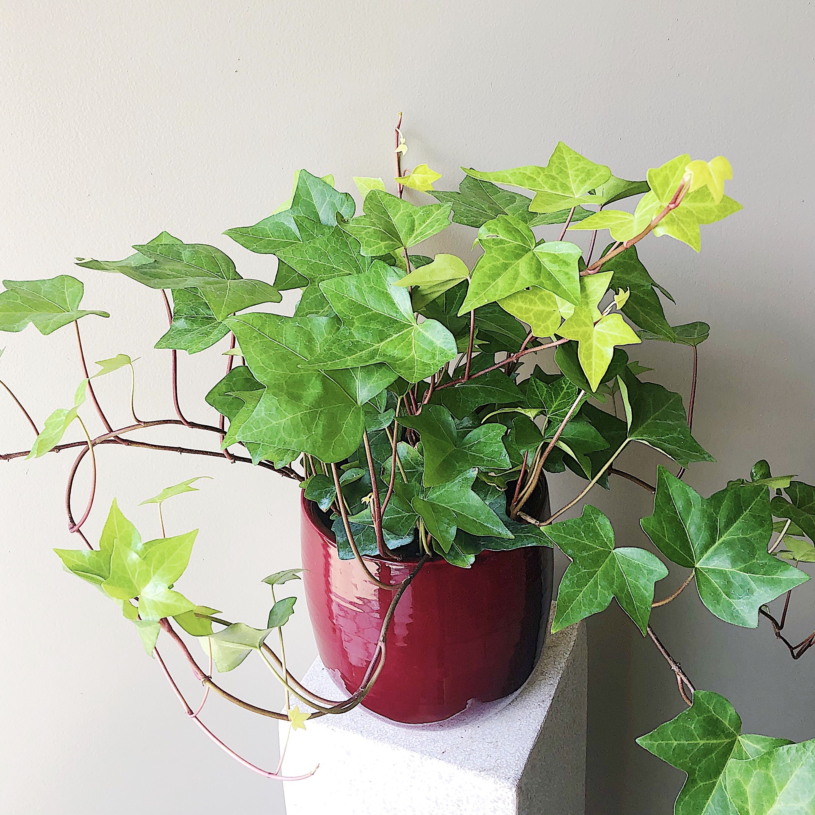 Intriguing Ivy