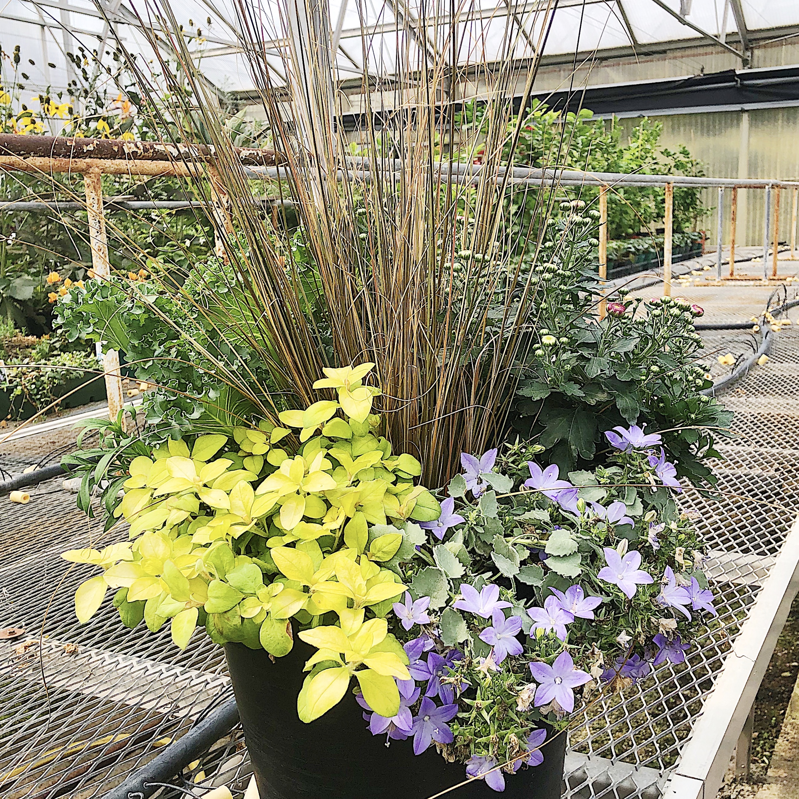 Fall Mixed Garden