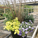 Fall Mixed Garden