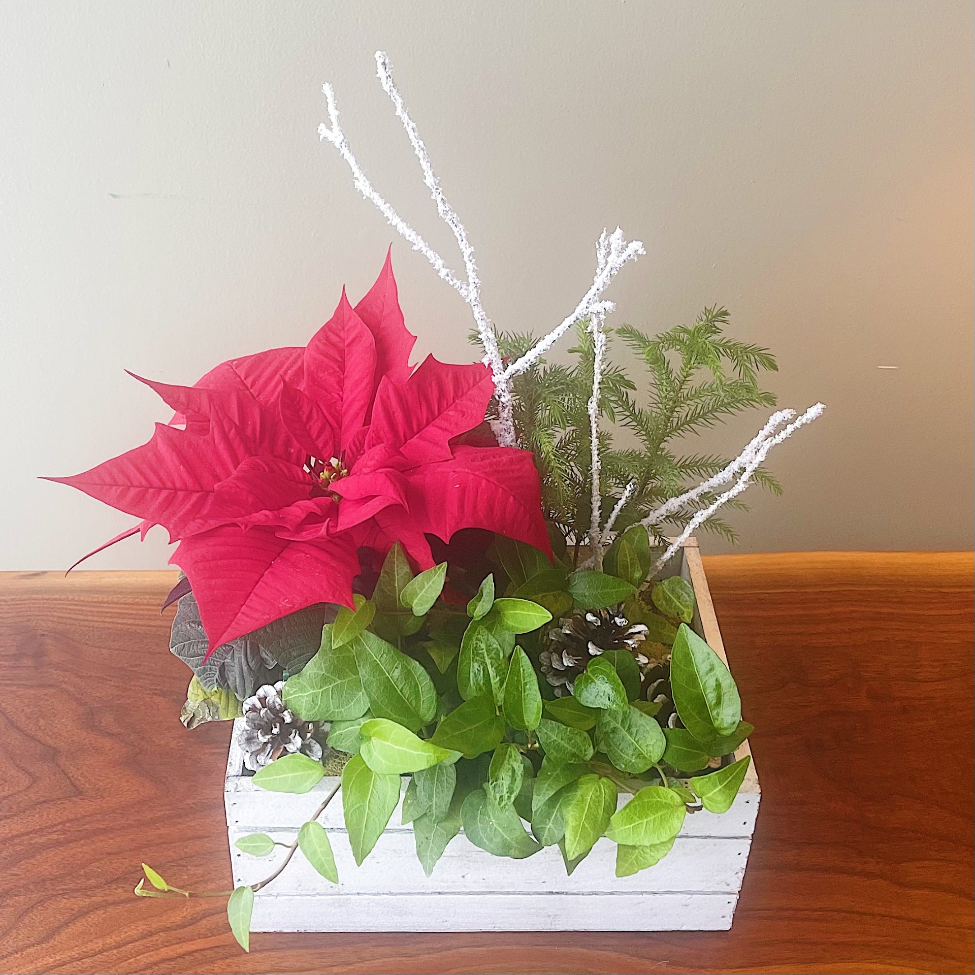 Forth's Pinecones & Poinsettias