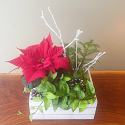 Pinecones & Poinsettias