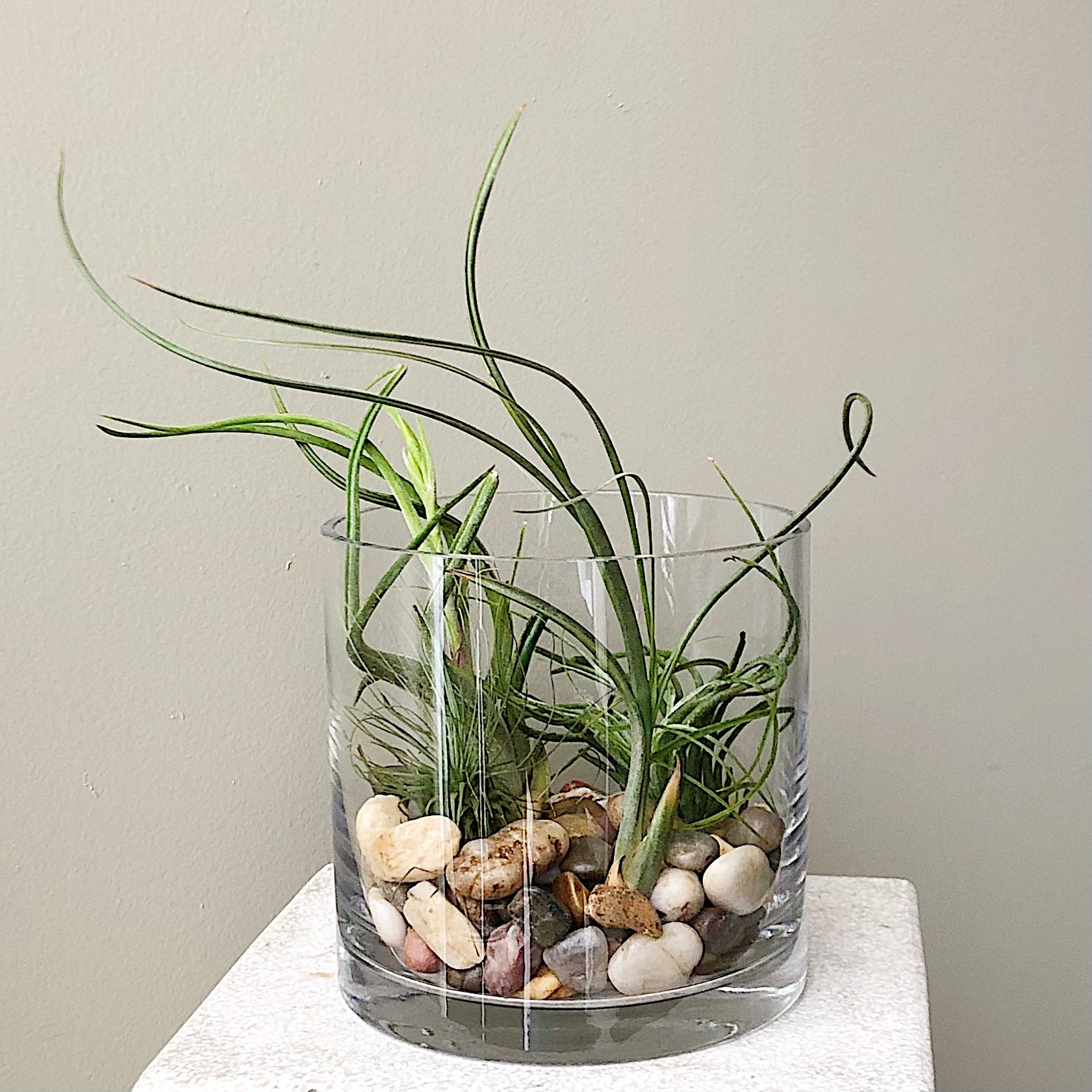 Artistic Air Plants