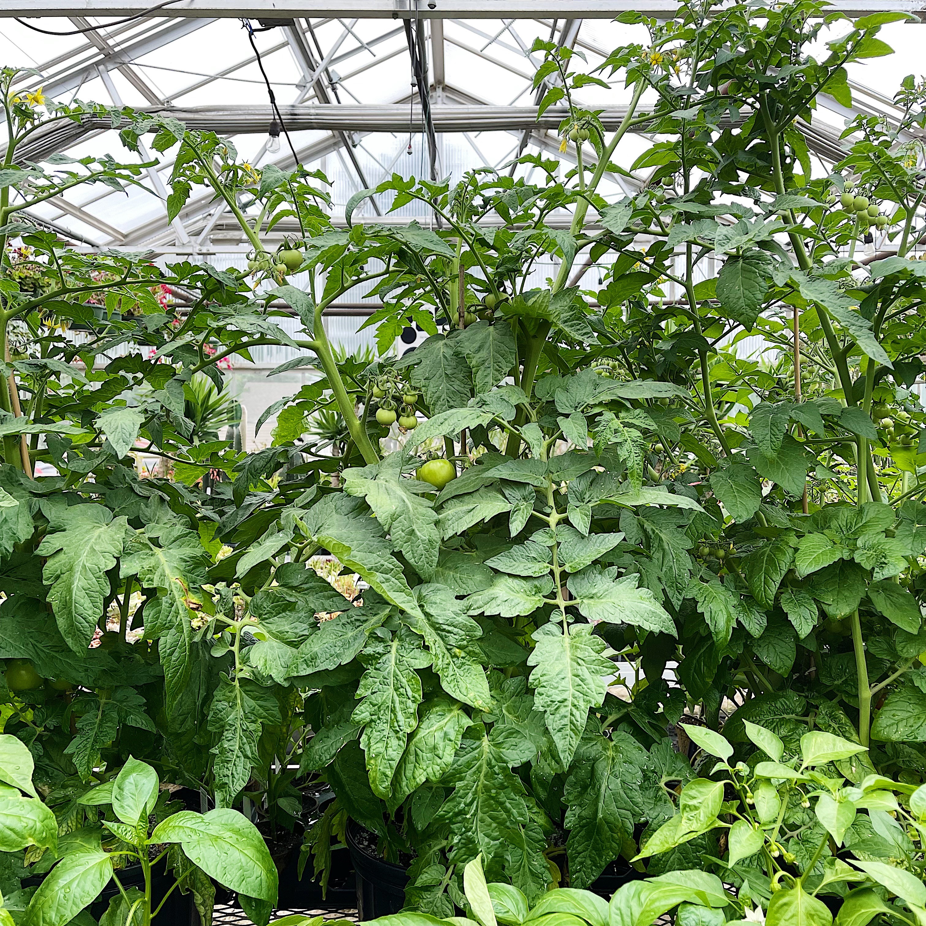 Forth's Jumbo Tomato Plants
