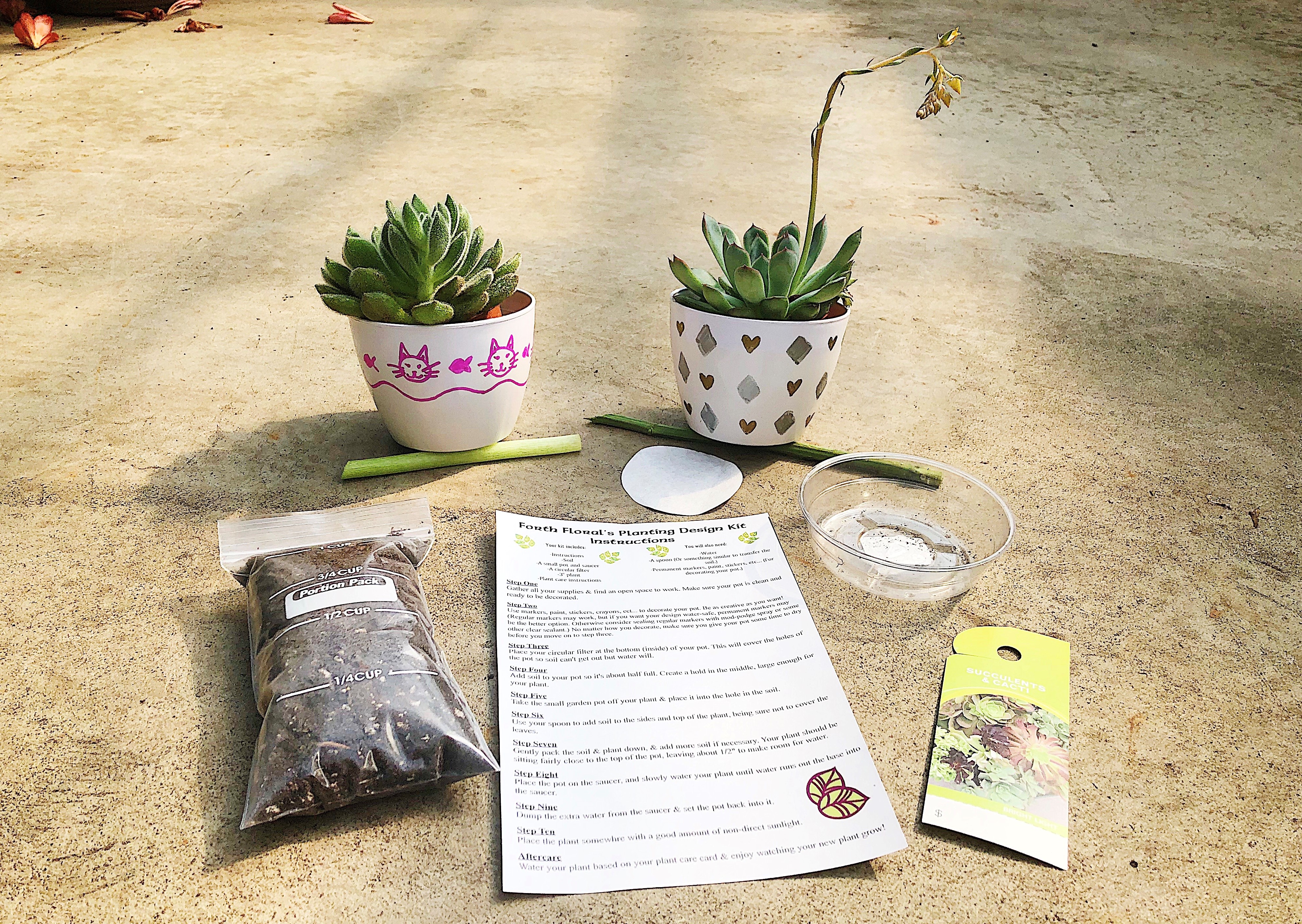 Kid-Friendly Planting Design Kit - Succulent Plant