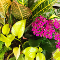 Designer's Choice - Blooming & Green Plant Dish Garden