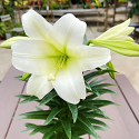 Forth's Easter Lily