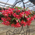 Classic Hanging Baskets