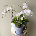 Lovely Blooming Phalaenopsis Orchid