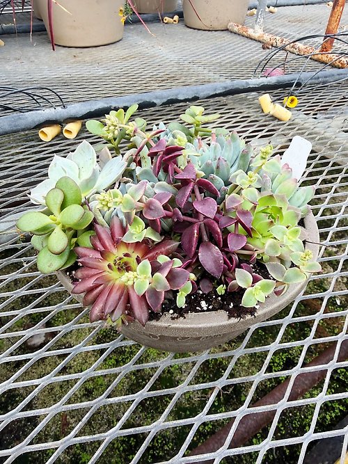 Vintage Jane Succulent Planter