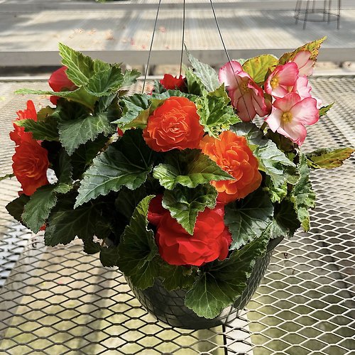 Begonia Hanging Basket