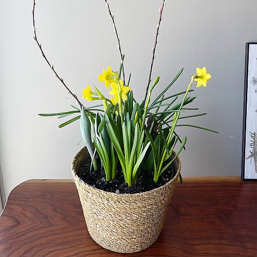 Forth\'s Bulb Garden