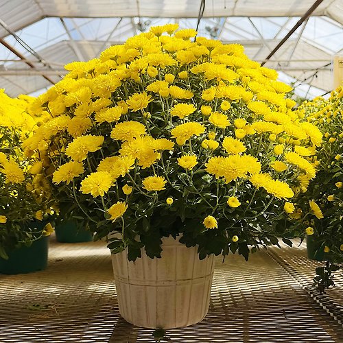 Fall Garden Mums