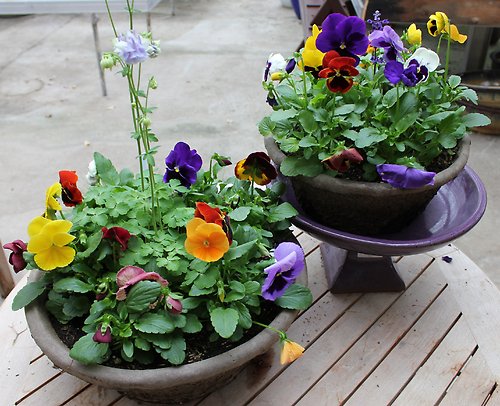 Pansy Pots