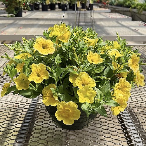 Petunia/Calibrachoa Hanging Basket