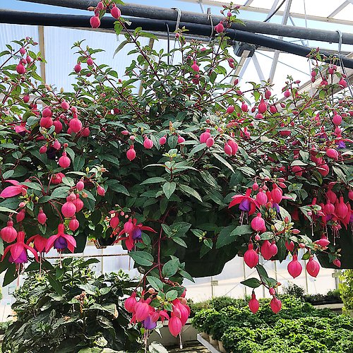 Fuchsia Hanging Basket