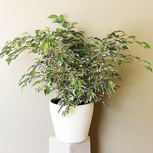 Ficus Bush