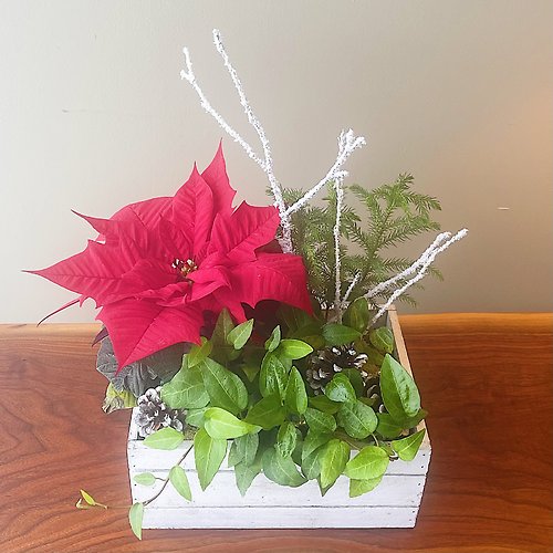 Pinecones &amp; Poinsettias