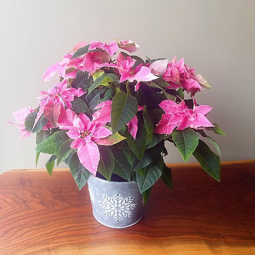 Poinsettia - Pink
