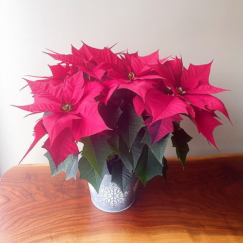 Poinsettia - Red