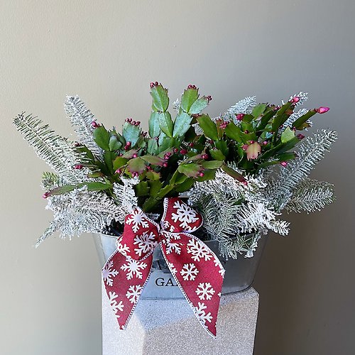 Christmas Cactus