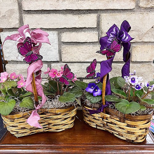 Violets &amp; Butterflies