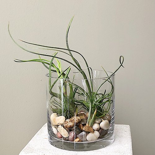 Artistic Air Plants