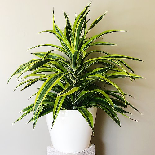 Dazzling Dracaena
