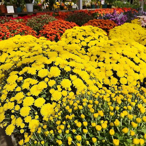 Fall Garden Mums