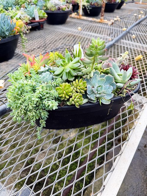 Succulent Planter