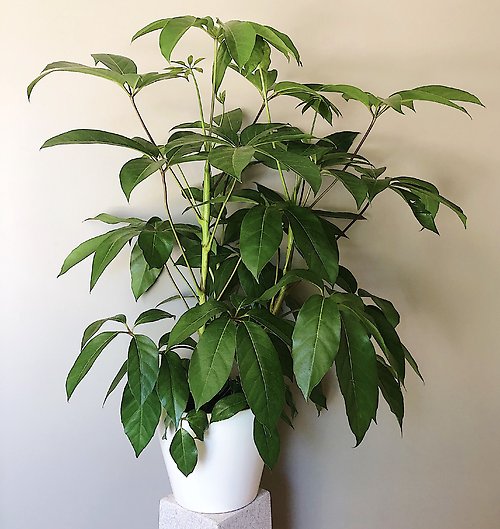 Satisfying Schefflera
