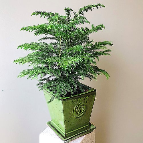 Norfolk Island Pine