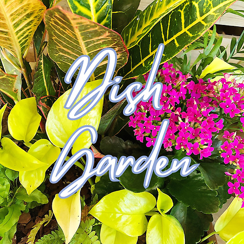 Dish Garden Designer\'s Choice