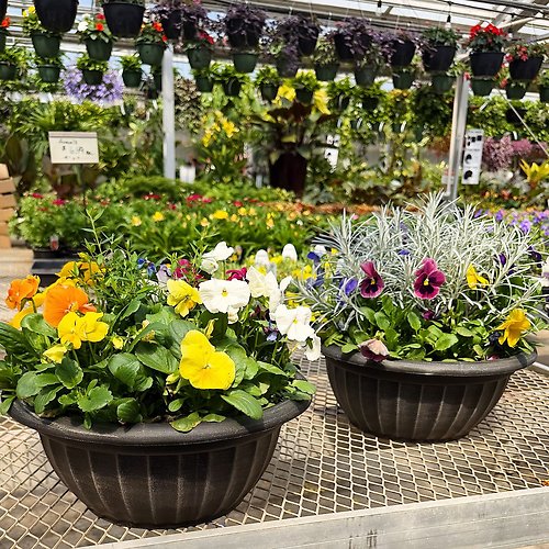 Pansy Pots