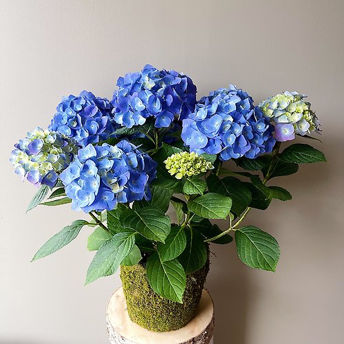 Heartwarming Hydrangea