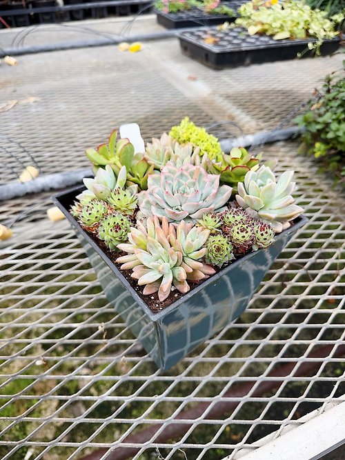 Succulent Planter